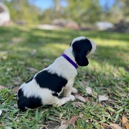 English Springer Spaniel Puppies from Redemption Fields
