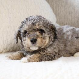 Cole - male Australian Mountain Doodle puppy in Salem, Utah from Go West Mini Aussies