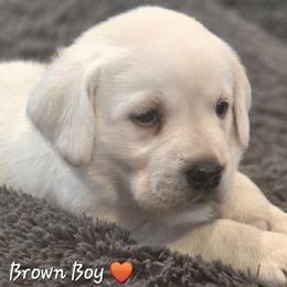Brown Collar Boy - Yellow male Labrador Retriever puppy in Alma, Arkansas from Abundance Labradors