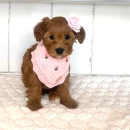 Ginny - Red  female Goldendoodle puppy in Saratoga Springs, Utah from DayDreamDoodles