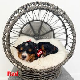 Rad - Tri-color male Bernedoodle puppy in West Haven, Utah from Split Mountain Doodles