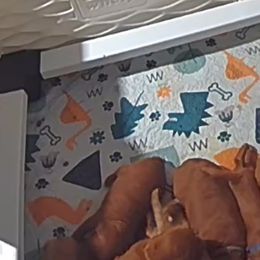 Goldendoodle Puppies from North Bay Goldendoodles