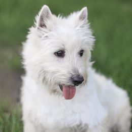 Elsa - West Highland White Terrier