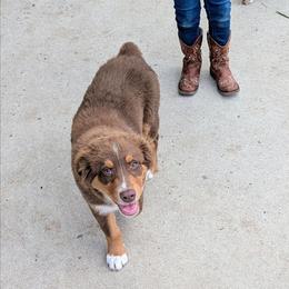 Red tri thin line mask - Red tri-color male Australian Shepherd puppy in Yamhill, Oregon from TLC Dream and Pureland Australian Shepherds