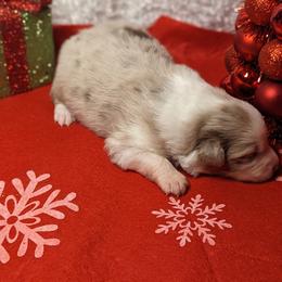 Australian Shepherd Puppies from Firelight Australian Shepherds