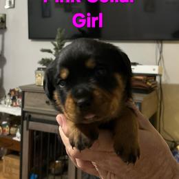 Girl 1 - Black and mahogany female Rottweiler puppy in Seale, Alabama from A & Y Guardian Rottweiler