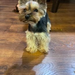 Teddy - Yorkshire Terrier