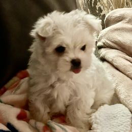 Maltese Puppies from Missy's Maltese