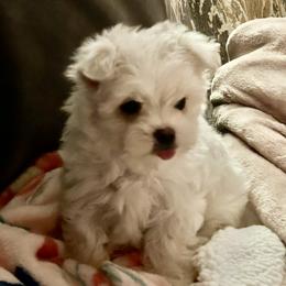 Maltese Puppies from Missy's Maltese
