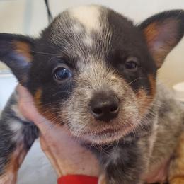 Full mask - Blue speckled female Australian Cattle Dog puppy in Lenoir, North Carolina from Blue Coyote Ranch