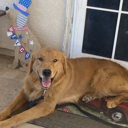 Leo - Golden Retriever