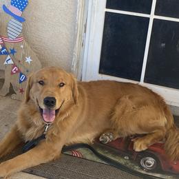 Leo - Golden Retriever