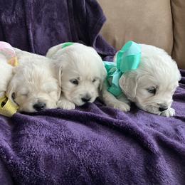 Girl 2 - female Golden Retriever puppy in Clinton, South Carolina from Happy Home English Cream Golden Retriever Breeders of SC