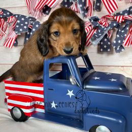"Shaded red male" Dachshund Puppies from Lil Beanie Weenies Dachshunds