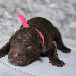 Coco - Chocolate female Goldendoodle puppy in Austin, Texas from Austin Doodles & Poodles