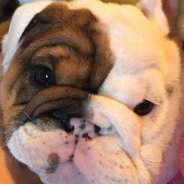 Bulldogs from English Bulldogs