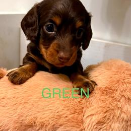 GREEN MALE - Chocolate and tan male Dachshund puppy in Massies Mill, Virginia from Pigeon Hill Dachshunds