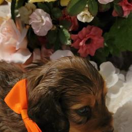 Dachshund Puppies from CLARK'S BREEDING PROGRAM