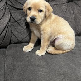 Labrador Retriever and Pembroke Welsh Corgi Puppies from Burress Family Farm and Kennels