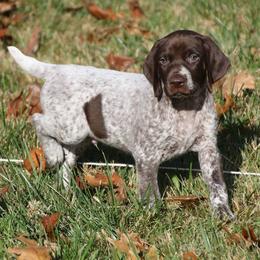 German Shorthaired Pointers from Fenton River GSP