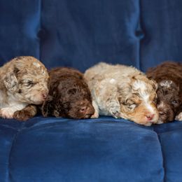 Aussiedoodle puppies from Dani's Dandy Doodles
