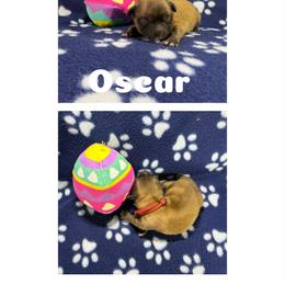 Oscar - Red gold male Lhasa Apso puppy in Cincinnati, Ohio from Shangri-La Lhasa Apsos