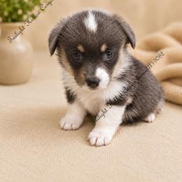 Lily - Blue female Pembroke Welsh Corgi puppy in Charleroi, Pennsylvania from Twilight Hollow Corgis