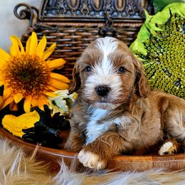 Cavalier King Charles Spaniel and Cavapoo Puppies from Puppyloversplace