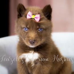 Drina - Red and white female Siberian Husky puppy in Richland, Mississippi from Feazell’s Siberian Huskies