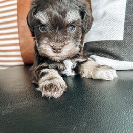 Miniature Schnauzer Puppies from Rolling Hills Schnauzers