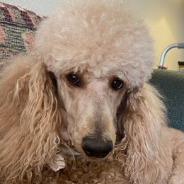 Poodles from Bellewynd Standard  Poodles