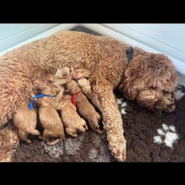 Labradoodle puppies from Tug Hill Mini Labradoodles