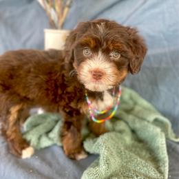 Simea - female Australian Mountain Doodle puppy in Randolph, Utah from Dry Canyon Pups