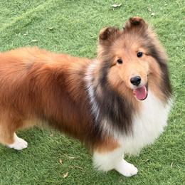 Shetland Sheepdog puppies from Aratone