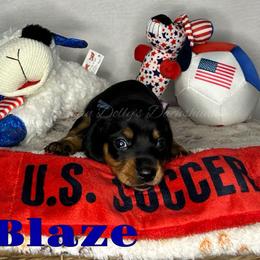 Blaze - Black and tan male Dachshund puppy in Monitor, Washington from Shannon Dolly’s Dachshunds