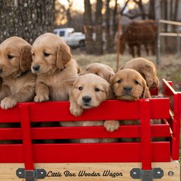 Golden Retrievers from Melissa's Golden Retrievers