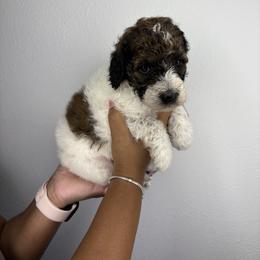 Poodle Puppies from Empire Poodles