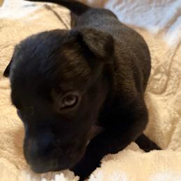 File' - Black brindle female Dutch Shepherd puppy in Saint Amant, Louisiana from Mercy Kennels