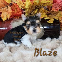 Blaze - Parti male Yorkshire Terrier puppy in Adair, Oklahoma from Phillippe's Puppy Paws