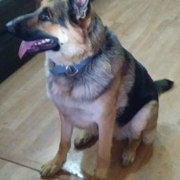 Dodge - German Shepherd