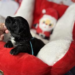 Cuddles, Blue Collar - male Golden Mountain Doodle puppy in Lake Panasoffkee, Florida from Donnas Deluxe Doodles LLC