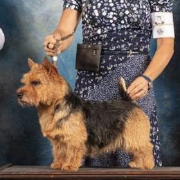 Sam - Norwich Terrier