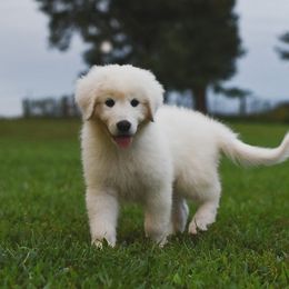 Border Collie, Bordoodle, and Maremma Sheepdog Puppies from 2J 2K Border Collies