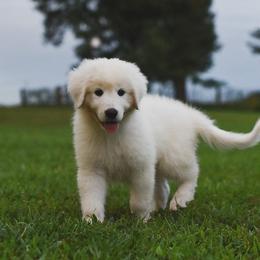 Border Collie, Bordoodle, and Maremma Sheepdog Puppies from 2J 2K Border Collies