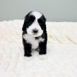 Mac - Black male Australian Labradoodle puppy in Springfield, Ohio from Dawson & Daryn's Royal Companions