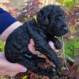 Yellow - Black male Poodle puppy in Hartselle, Alabama from Phare Poodles