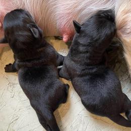 Girl 3 - Black female Labrador Retriever puppy in Arlington, Iowa from Uncle Bucks Labrador Retrievers