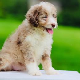 Winnie - Red merle female Aussiedoodle puppy in Factoryville, Pennsylvania from North Mountain Doodles
