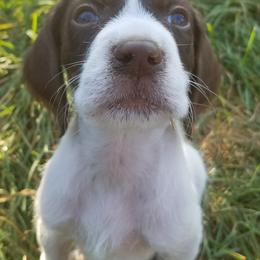 German Wirehaired Pointer Puppies from Idawire GWPs