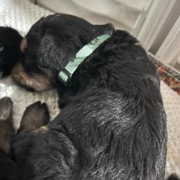 Light blue collar - Pepper and salt male Giant Schnauzer puppy in Atoka, Oklahoma from Hannah's Haus & Farm